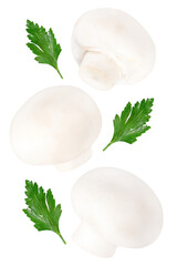 Wall Mural - Levitation of a champignons with parsley leaf isolated on a transparent background.