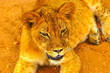 Close up photograph of a Lion cub