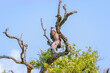 Hooded Vulture perched in a dead tree