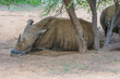 White rhino resting underneath a tree