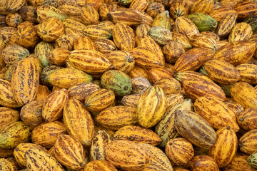 Wall Mural - Fresh cocoa pod cut exposing cocoa seeds, with a cocoa plant