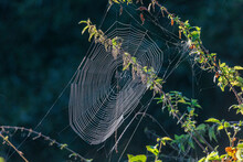 A Cross Spider Lurks In The Center Of Its Spider Web In The Morning Light For Prey