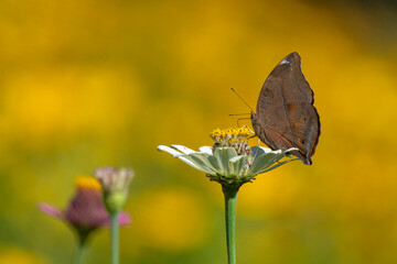 Wall Mural - Autumn leaf butterfly Doleschallia bisaltide feeding on sulphur cosmos flower nectar in flower garden, natural bokeh background
