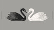 White and black swan. Wild waterfowl on a gray background. Two graceful swans in the style of a linocut print. A beautiful bird - a symbol of strong love and romance.