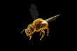 Bee Design, Desktop Wallpaper Size, Ai generative