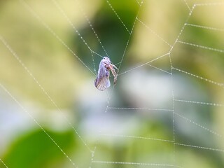 spider, web, insect, nature, animal, arachnid, macro, garden, cobweb, net, wildlife, legs, closeup, bug, spider web, predator, danger, hairy, arachnophobia, spiders, creepy, trap, spiderweb