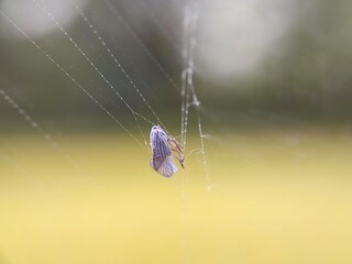 spider, web, insect, nature, animal, arachnid, macro, garden, cobweb, net, wildlife, legs, closeup, bug, spider web, predator, danger, hairy, arachnophobia, spiders, creepy, trap, spiderweb
