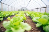 Fototapeta Nowy Jork - rows of bright green lettuce in a small greenhouse