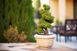 boxwood spiral topiary in stone pot outdoor