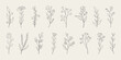 © Robin Khan - Set of hand drawn minimal tropical flowers and leaves. Botanical line drawing vector.