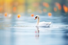 White Swan Floating In Clean Pond Water