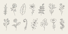 Set Of Hand Drawn Flowers, Branches And Leaves. Doodle Style Minimalistic Flowers With Elegant Leaves.