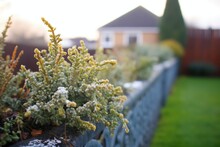 Glistening Morning Dew On A Sculpted Hedge After Pruning
