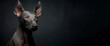 © Serhii - Mexican Hairless Dog Xoloitzcuintli purebred beautiful breed of dog, background nature