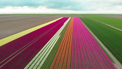 Wall Mural - 4k Aerial drone flying Magical landscape with beautiful tulips field in Netherlands on spring. Drone view Blooming multicolor dutch tulip fields in dutch landscape Holland. Travel vacation concept 