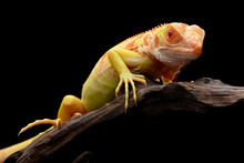 Close-up Portrait Of An Albino Iguana On A Piece Of Wood, Indonesia