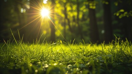 Poster - grass and sun