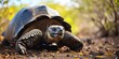 Ecuadorian archipelago famous for its large Galapagos tortoises.