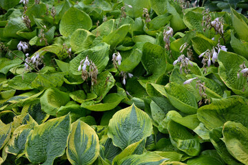 Wall Mural - Dense thickets of variegated hosta