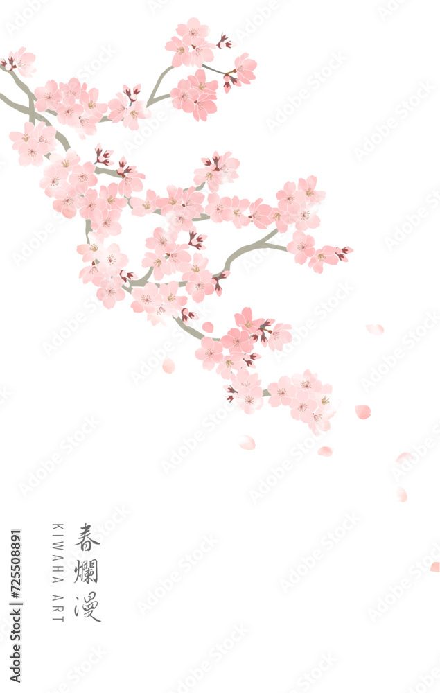 水彩画の桜の花と枝 Sakura branch drawinf in watercolor. Stock