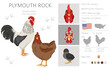 Plymouth Rock Chicken breeds clipart. Poultry and farm animals. Different colors set