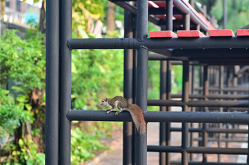 Wall Mural - Closeup of A small gray squirrel climbing on black steel bleachers in the park with natural background at Thailand.