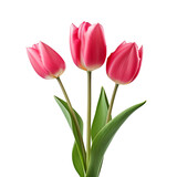 Fototapeta Tulipany - Tulip clip art
