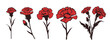 Carnation Flower Vector Set. Vector illustration