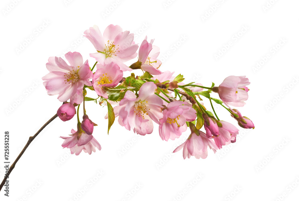 Fresh bright pink cherry blossom on a tree branch in spring, sakura ...