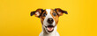 © Katya - A very surprised dog with wide open eyes and mouth on a yellow background