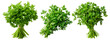 Parsley isolated on transparent background cutout