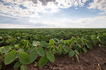 Wall Mural - Soybean field ripening at spring season, agricultural landscape