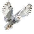 Snowy Owl flying side view in natural pose isolated on white background, photo realistic