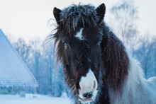 Horse Looking Looking At You In Winter.