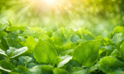 Poster - Summer sunlight bokeh