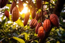 Red Orange Cocoa Pods On A Tree In The Rays Of The Setting Sun Close-up. Good Harvest Of Cocoa Beans, Growing Cocoa Trees For Making Chocolate. Cocoa Plantation