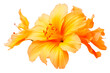 orange hibiscus isolated on transparent png