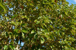 Cinnamomum camphora tree