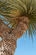 Yucca rostrata branch close up