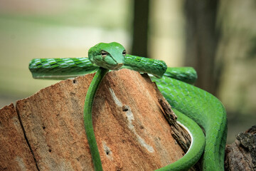 Wall Mural - green snake on the tree