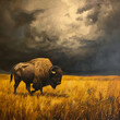 © The Foundry - buffalo walking toward a storm