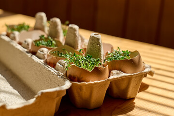 Wall Mural - Fresh microgreens growing in eggshells in paper egg box. Watercress in mini vegetable garden at home. Eco sostenible life. Healthy eating.