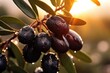 Fresh bio black olives in olives tree farm, healthy food concept with sunset. Generative Ai.