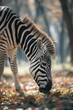 A zebra peacefully grazing in a field of leaves. Suitable for nature and wildlife themes