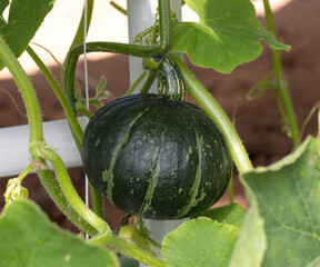 Canvas Print - Pumpkin growing in the vegetable garden