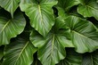 Green leaves background,  Tropical leaves texture,  Top view,  Copy space
