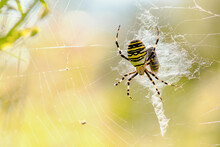 A Wasp Spider (Argiope Bruennichi) In Its Web, The Striking Yellow And Black Markings Gleaming In The Sunlight.