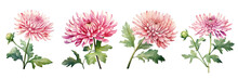 Set Of A Watercolor Painting Of A Pink Chrysanthemum With Green Stem And Leaves On A Completely On A Transparent Background