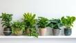 © Татьяна Креминская - Potted indoor plants lined up on a white surface, promoting urban gardening and interior greenery