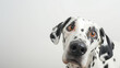 © Nelson - Dalmatian peeking into the frame on a white background
